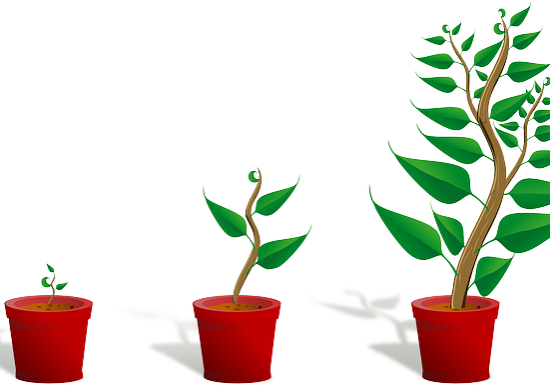 sapling-plant-growing-seedling-b154734